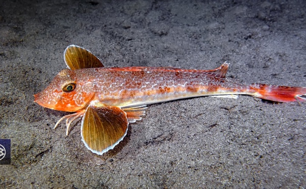 Grondin-morrude / Galinetta imperiale