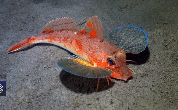 Grondin-cavillone  / Galinetta spinosa