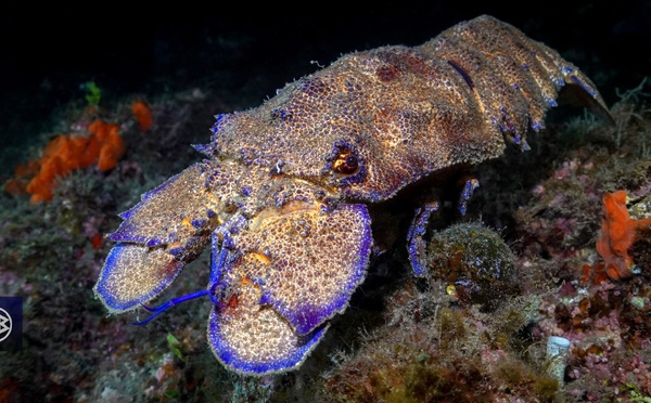 Arthropodes