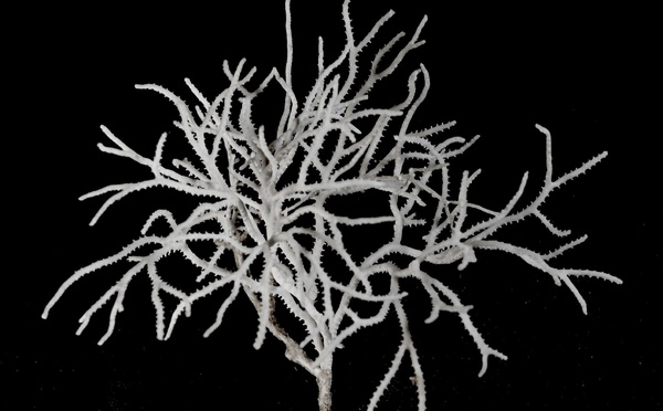Bryozoaires
