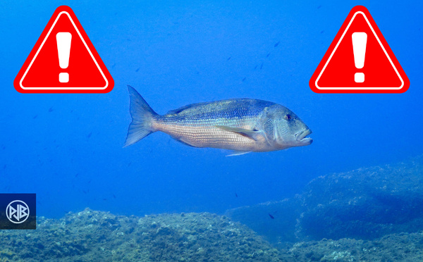 Requête pour annuler la réglementation sur le Denti rejetée