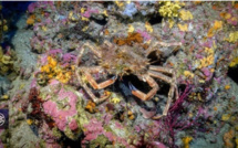 ARAIGNEE DE MER