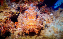CHAPON OU RASCASSE ROUGE