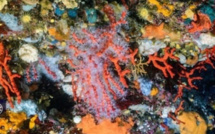 CORAIL ROUGE