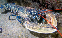 Homard / Licupantu