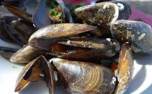 Moule / Muscula