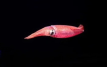 CALAMAR ROUGE 