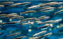 ANCHOIS