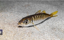 CHINCHARD