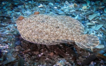 TURBOT