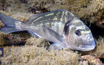 Dorade royale / Urata