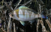 Dorade grise / Tannuda