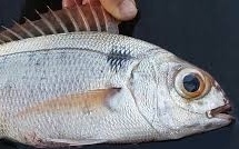 Dorade commune / Pageot rose