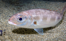 Pageot acarné / Muvrone