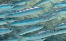 Sardine d’Europe / Sardina