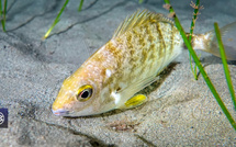 Sparaillon / Spirlettu