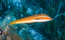 Girelle commune/ Signora