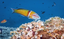 Girelle paon / Pappagallu