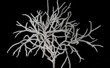 Bryozoaires