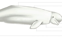 Cétacés - Odontocètes - Monodontidés et Physétéridés