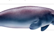 Cétacés - Siréniens