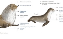 Cétacés - Pinnipèdes